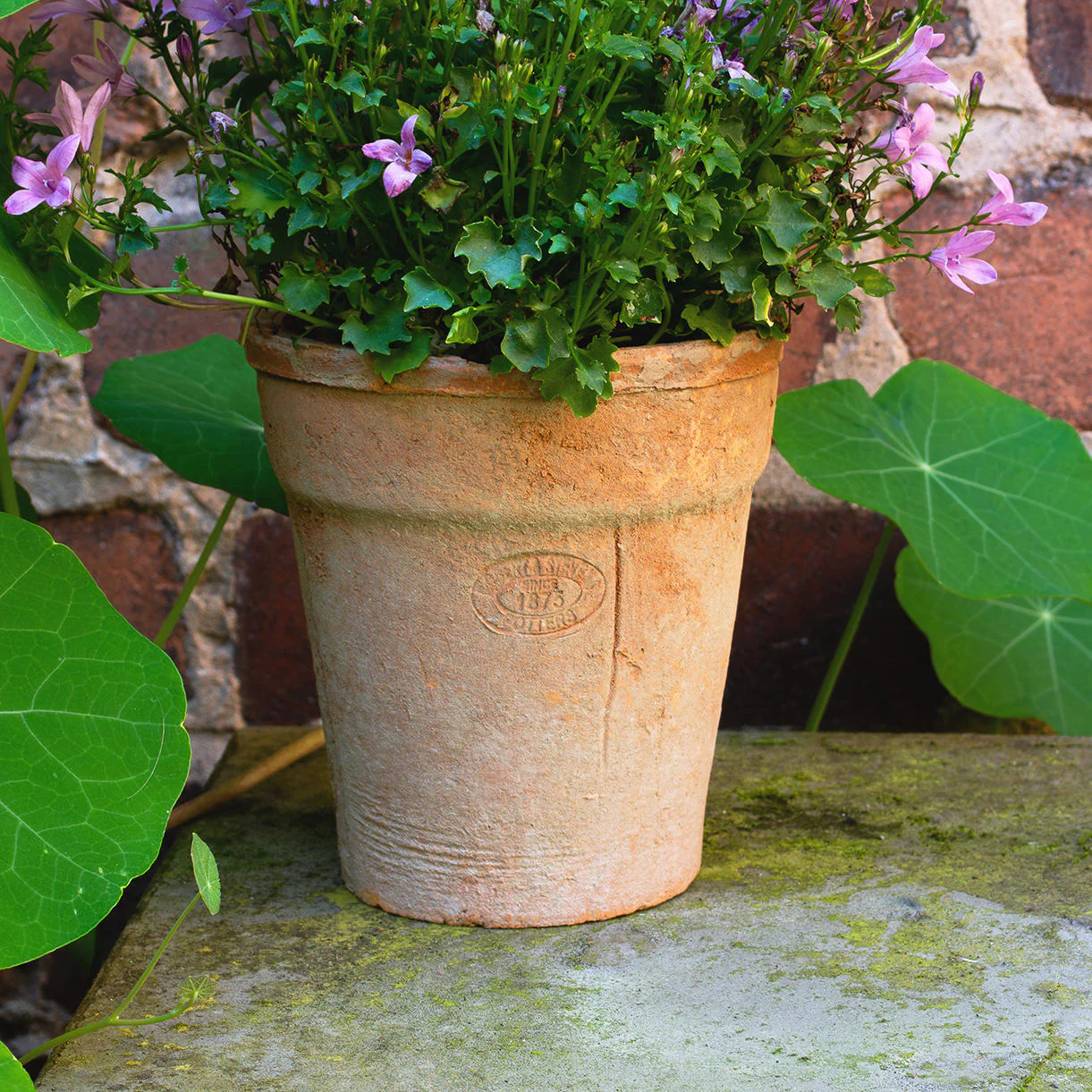 Aged Terracotta Long Tom Pot - Image 3