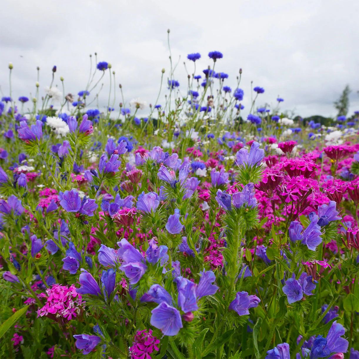 Aqua Meadow Mix Seeds