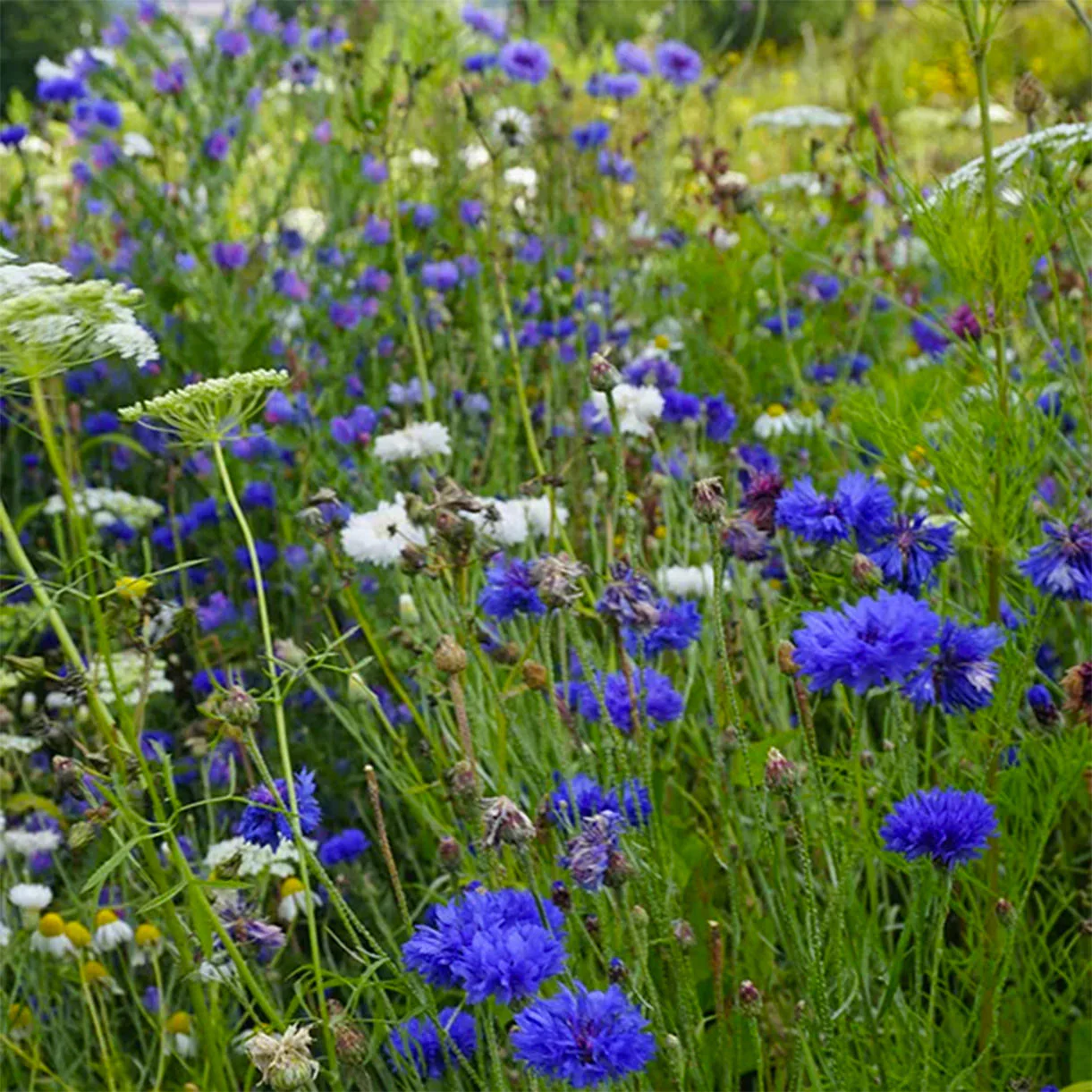 Aqua Meadow Mix Seeds - Image 2