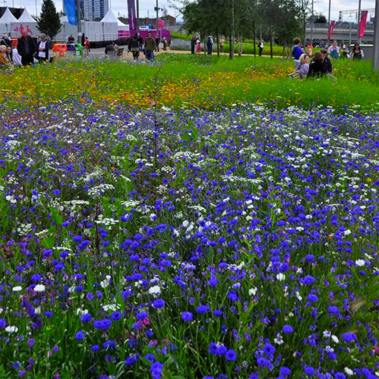 Aqua Meadow Mix Seeds - Image 3