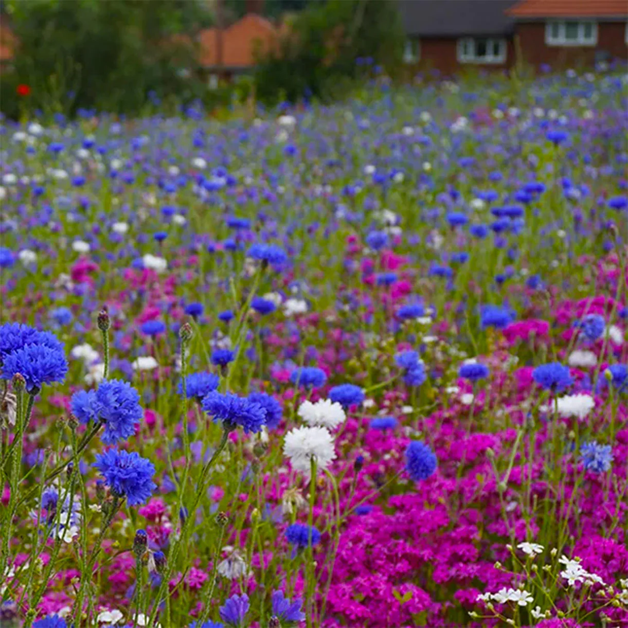 Aqua Meadow Mix Seeds - Image 4