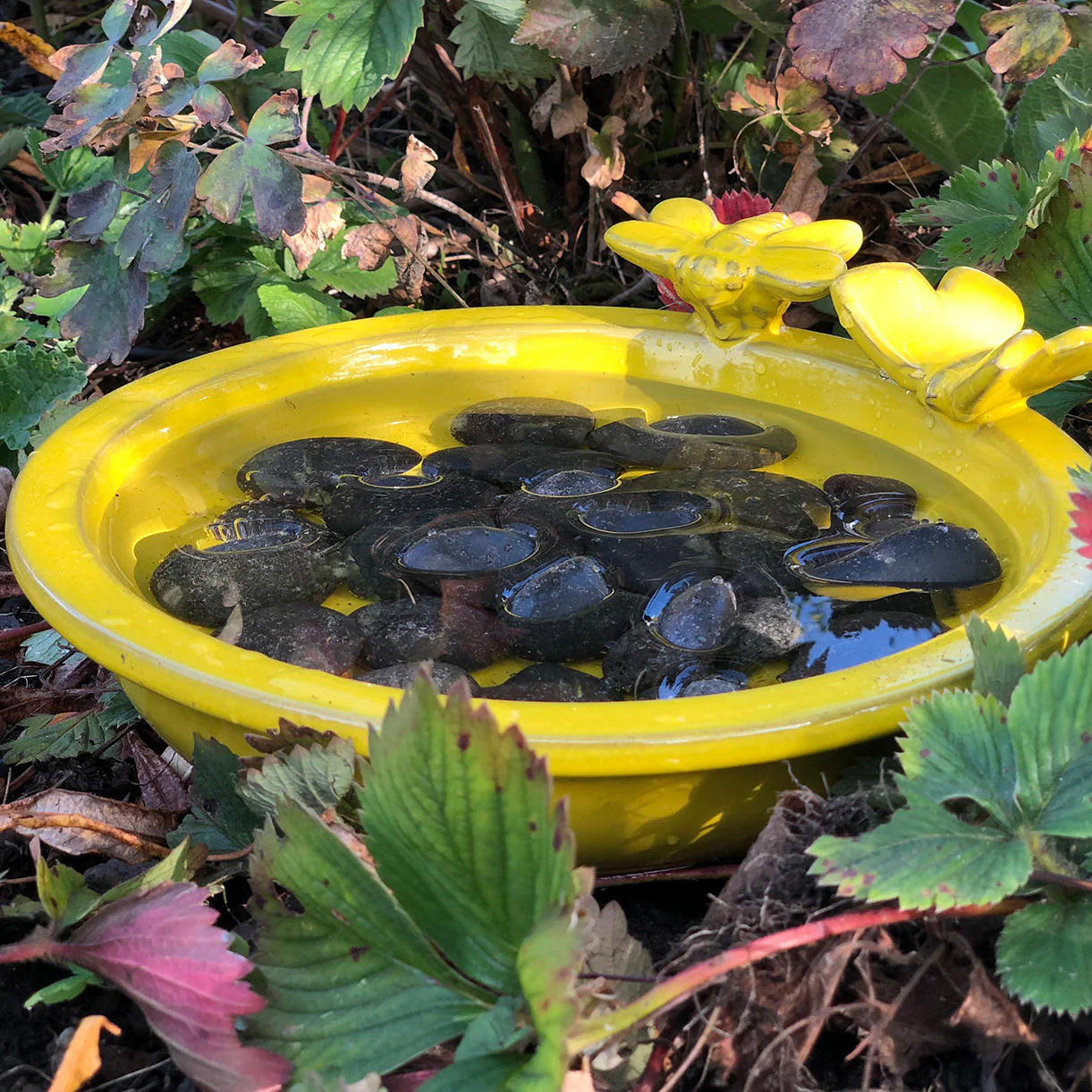 Bee and Butterfly Bath