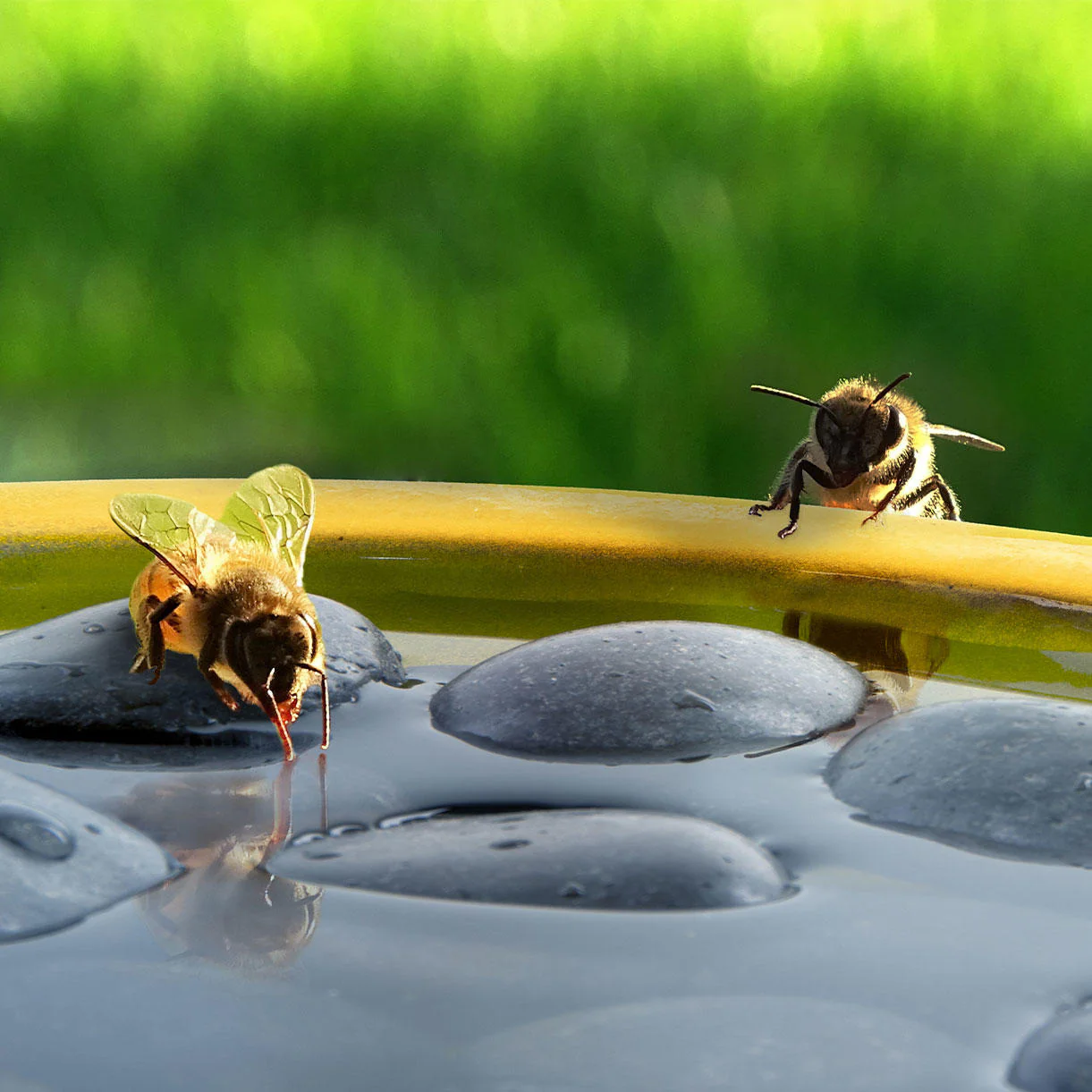 Bee and Butterfly Bath - Image 3