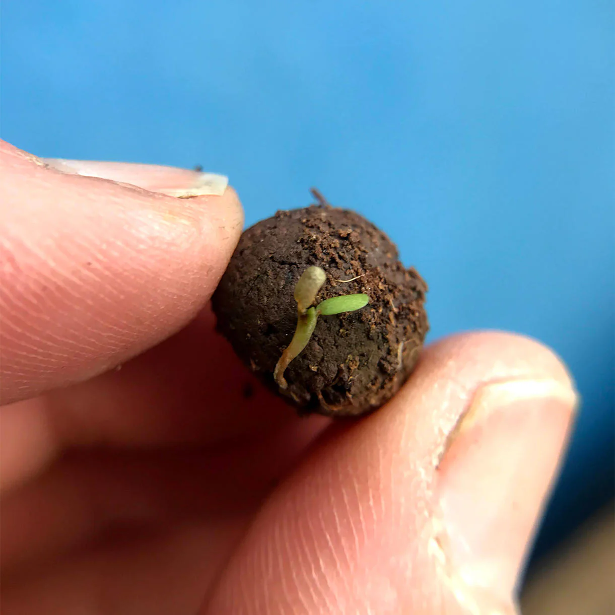 Bee Mix Seed Balls Grab Bag - Image 3