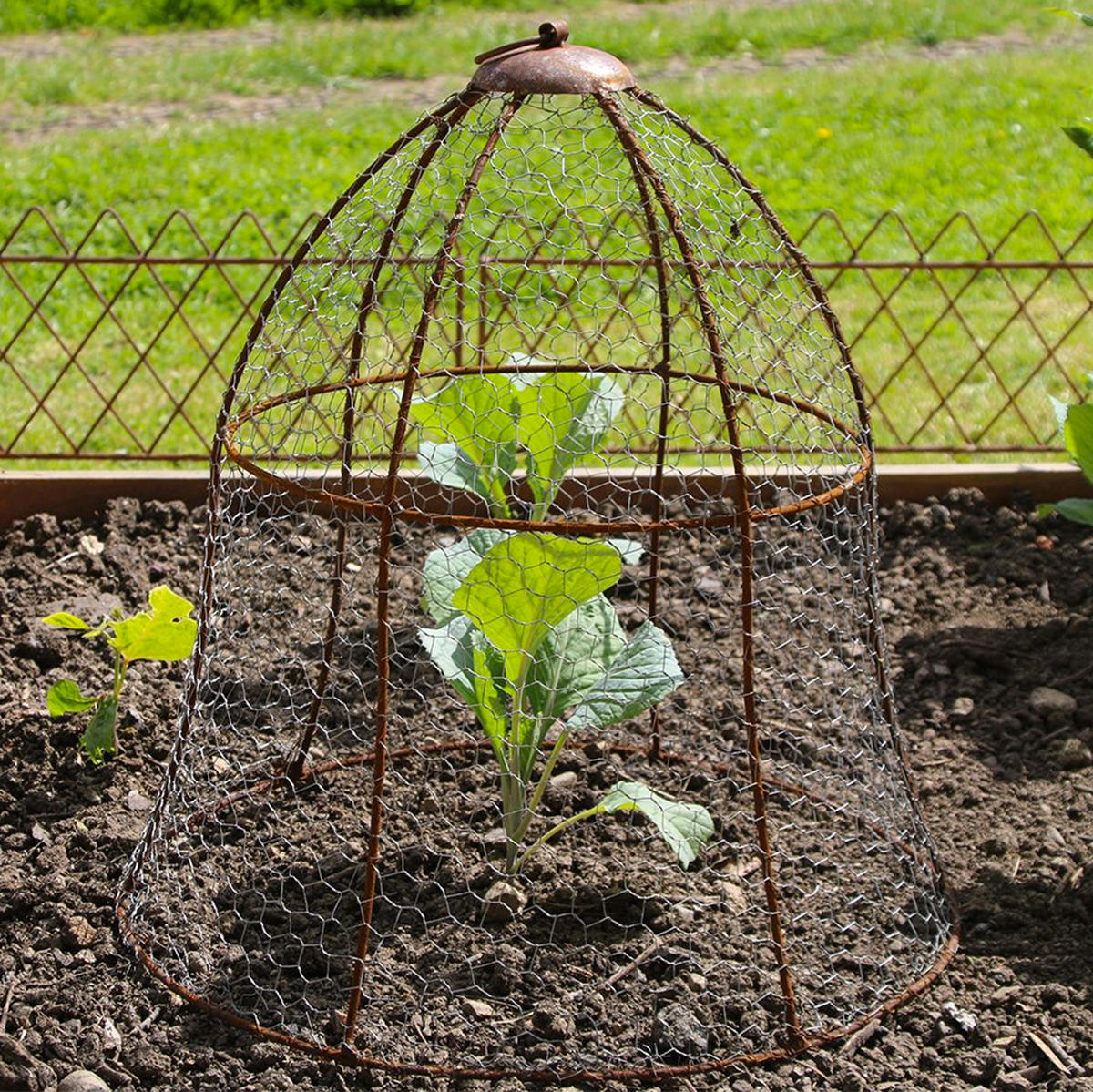 Bell Plant Cloche