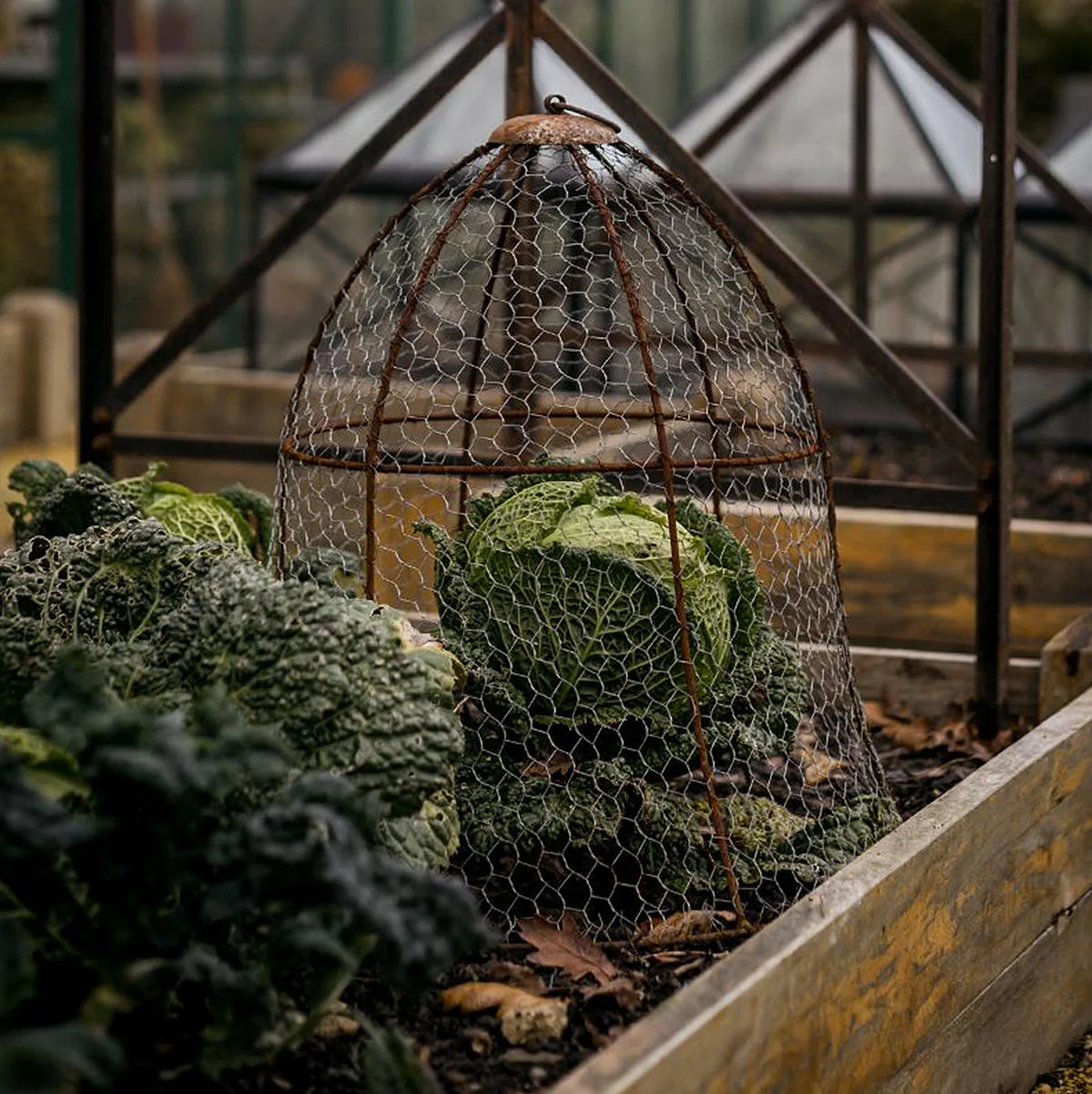 Bell Plant Cloche - Image 2