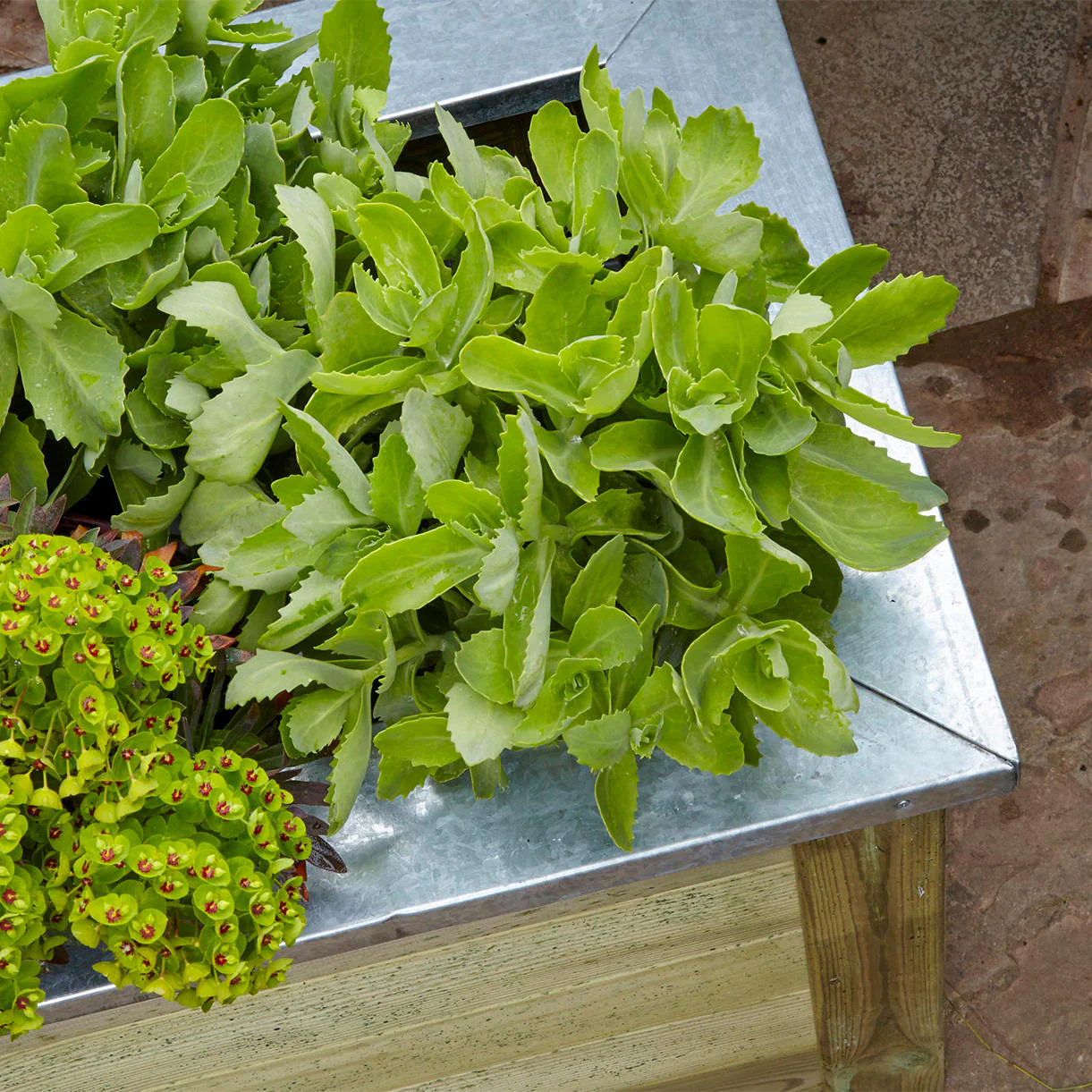 Cambridge Low Rectangular Wooden Planters - Image 3