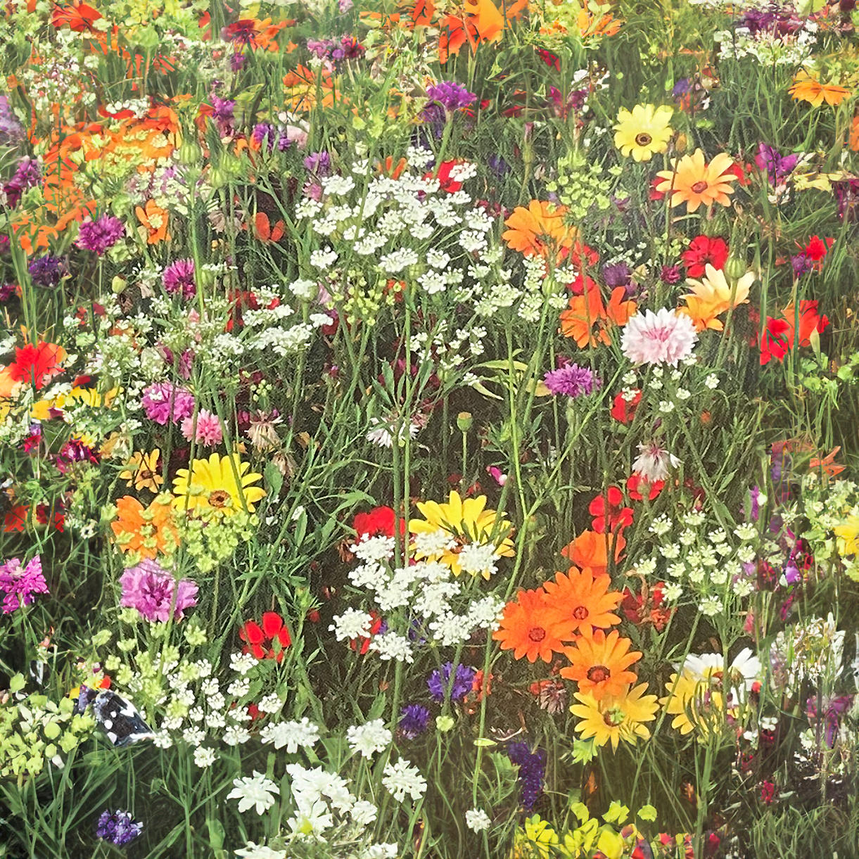 Candy Meadow Mix Seeds