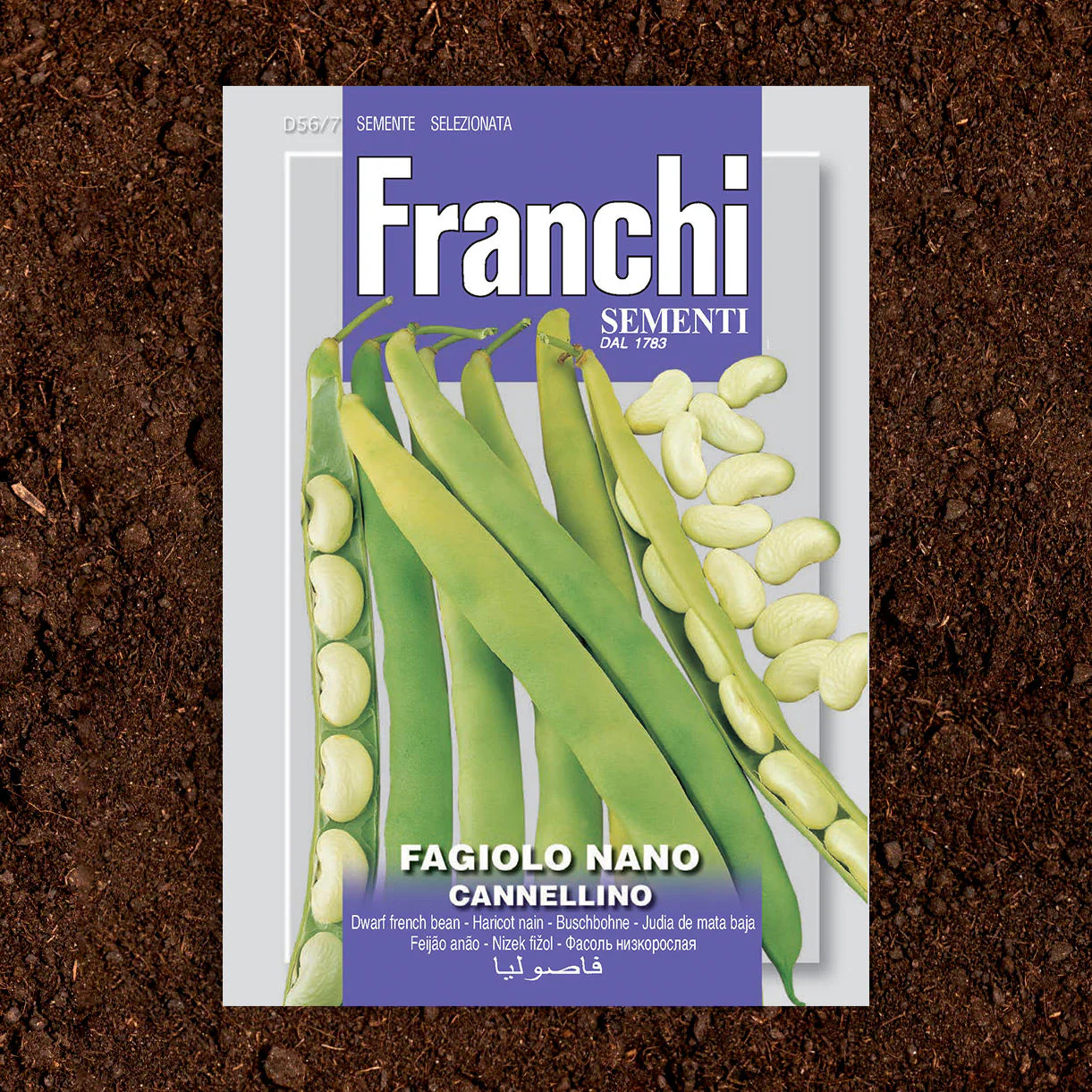Cannellini Beans - Dwarf Variety
