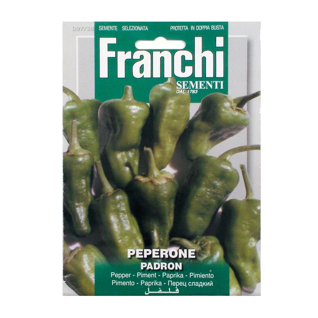 Chilli Pepper Pimiento Padron Seeds - Image 2