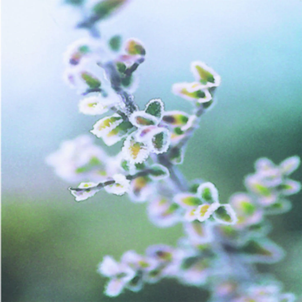 Christmas Cards Pack of 5 - Image 8