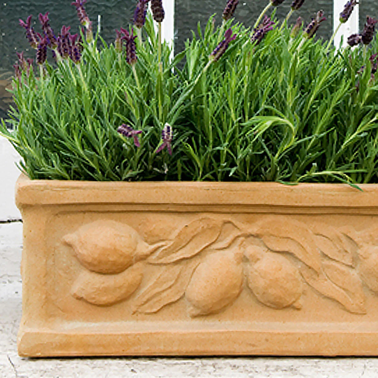 Citrus Window Box