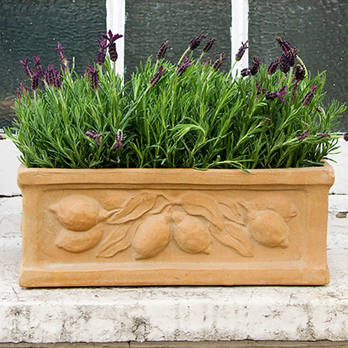 Citrus Window Box - Image 2
