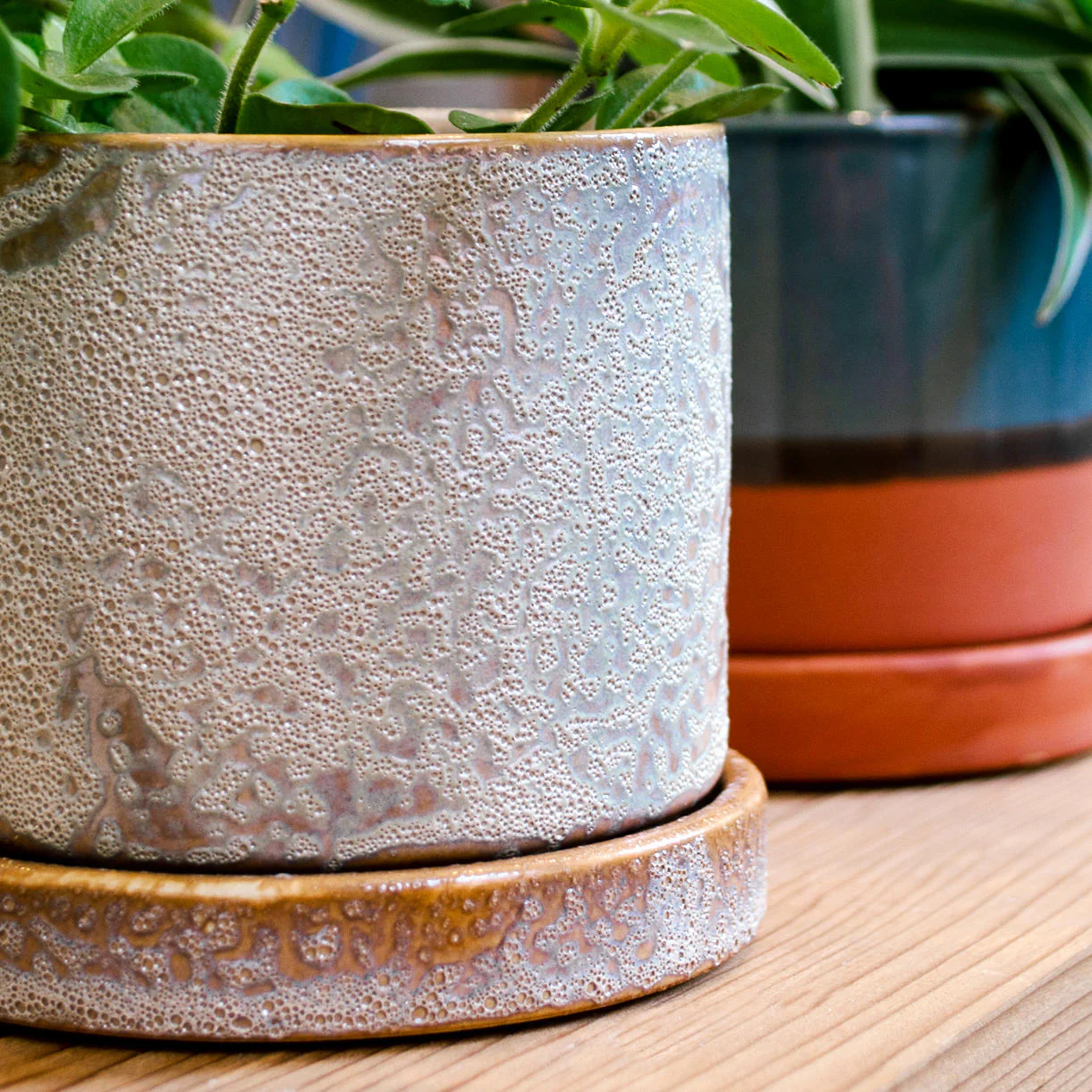 Cactus Mini Pot with Saucer - Image 3