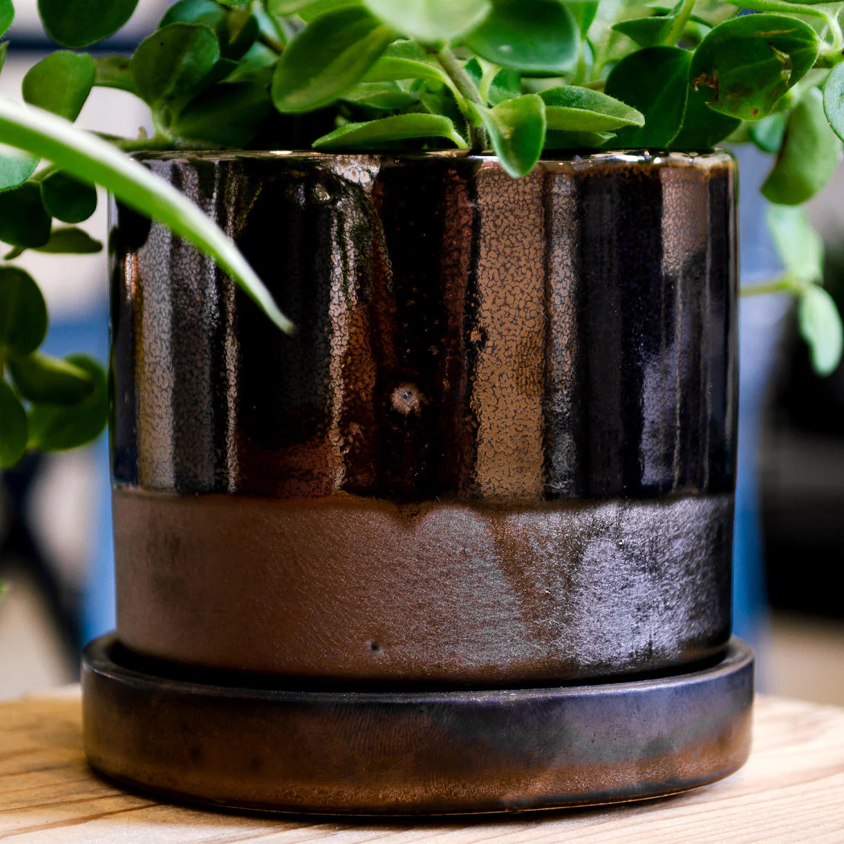 Cactus Mini Pot with Saucer - Image 4