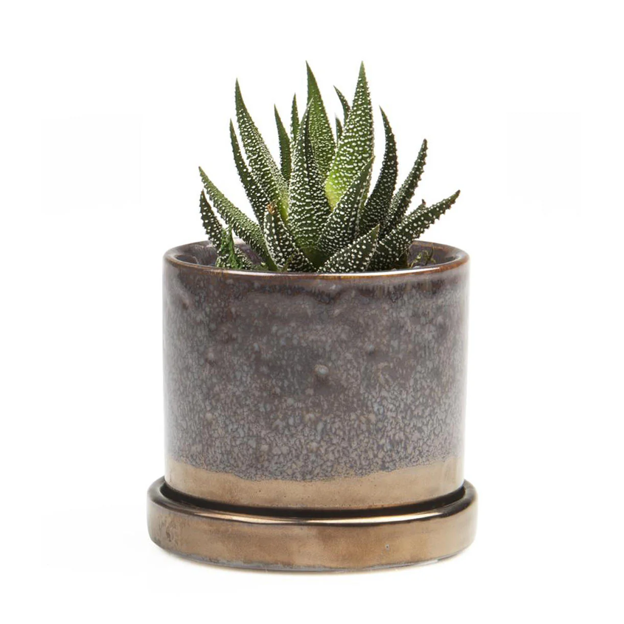 Cactus Mini Pot with Saucer - Image 6