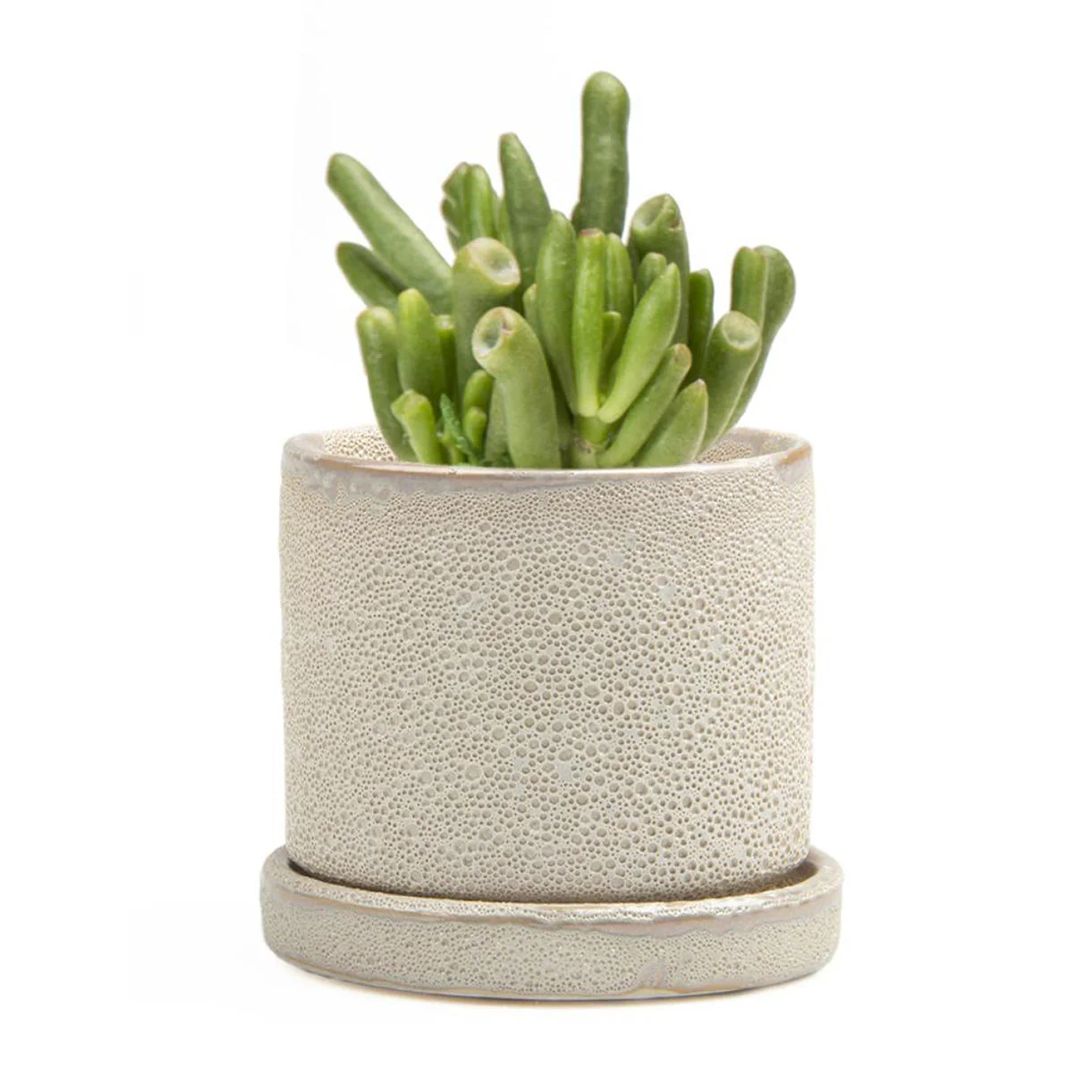 Cactus Mini Pot with Saucer - Image 7