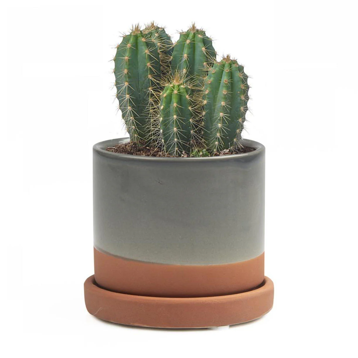 Cactus Mini Pot with Saucer - Image 8