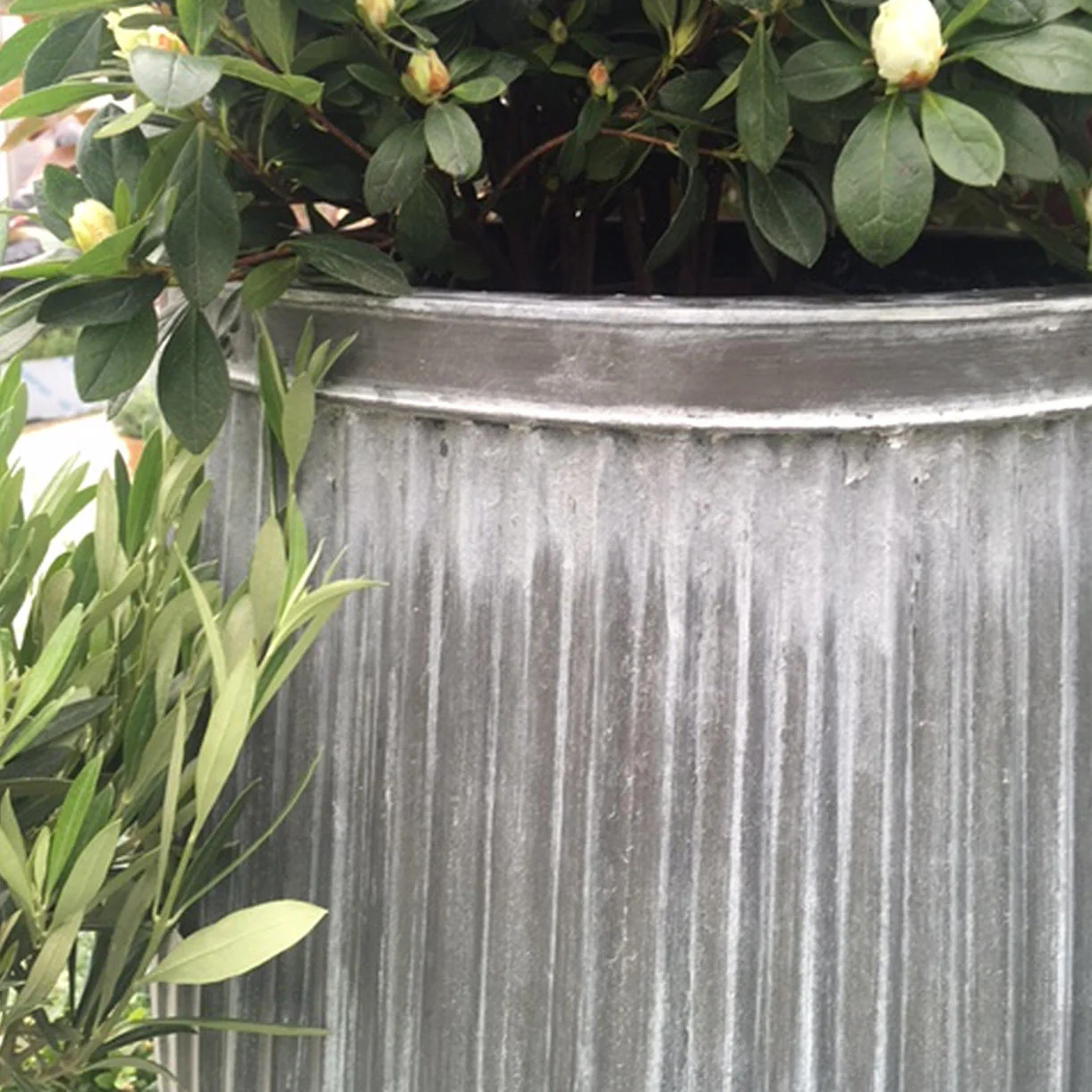 Dolly Planter - Image 3