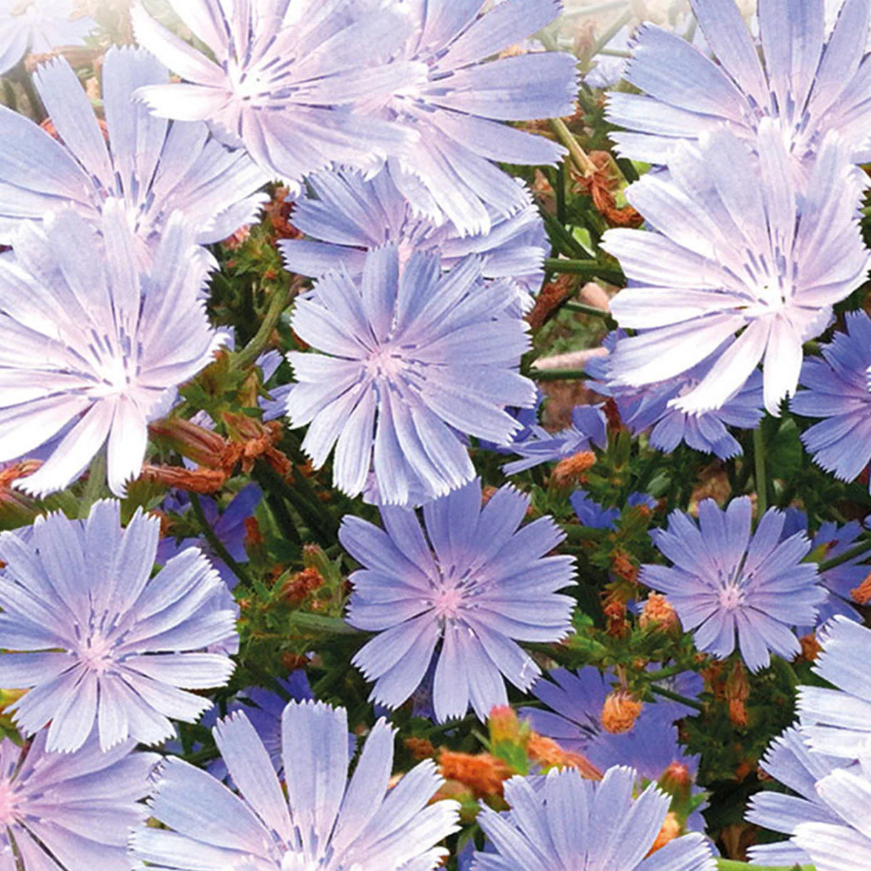 Edible Chicory Flowers - Image 4
