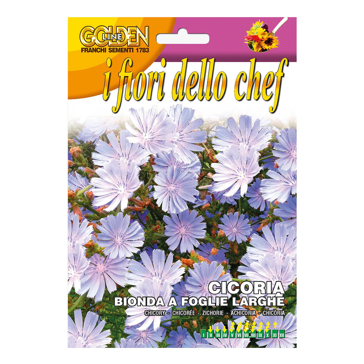 Edible Chicory Flowers - Image 6