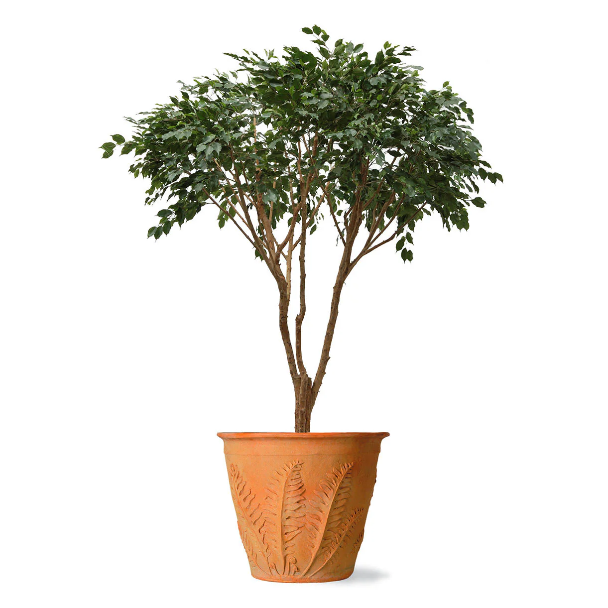 Fern Planters - Image 3