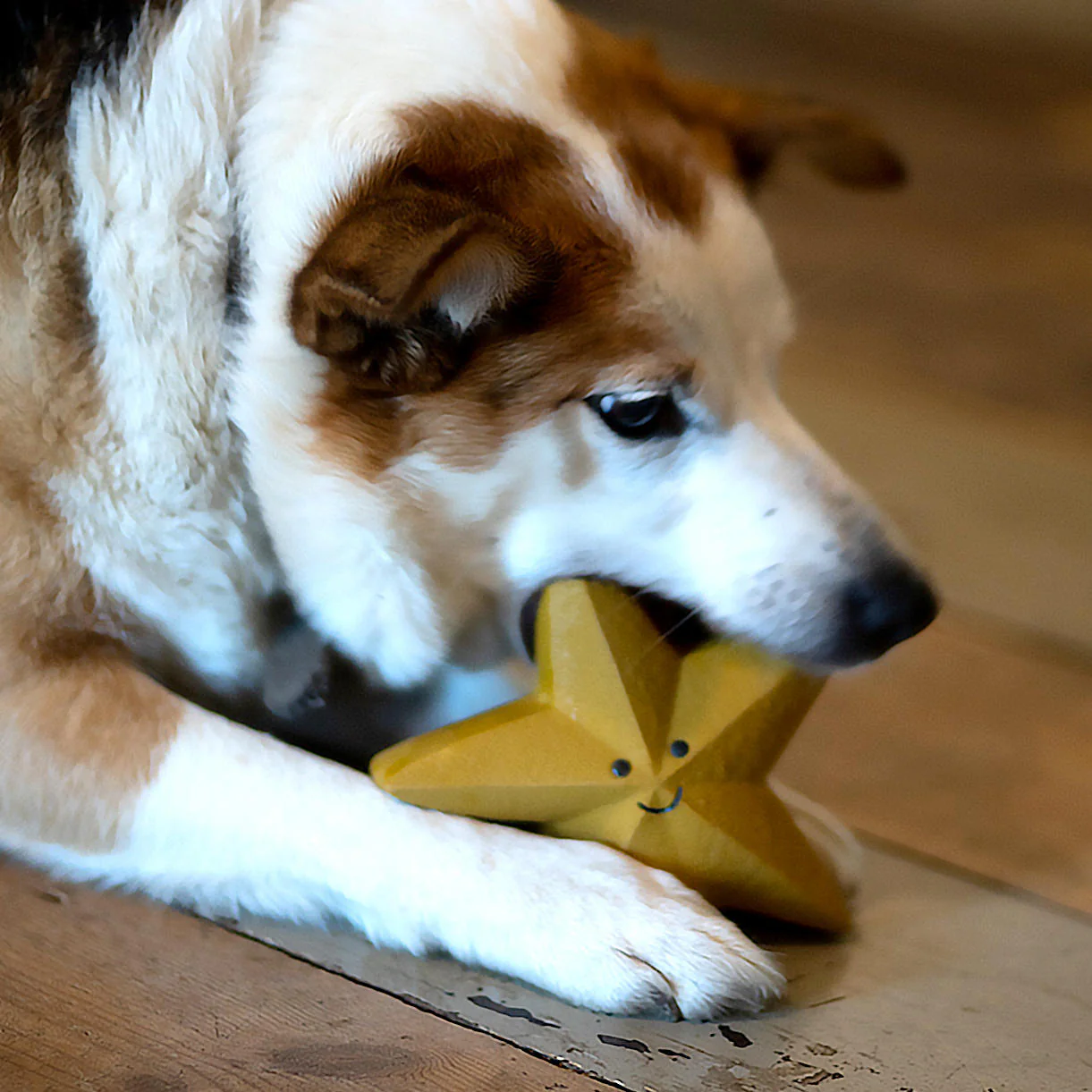 Star Dog Toy - Image 2