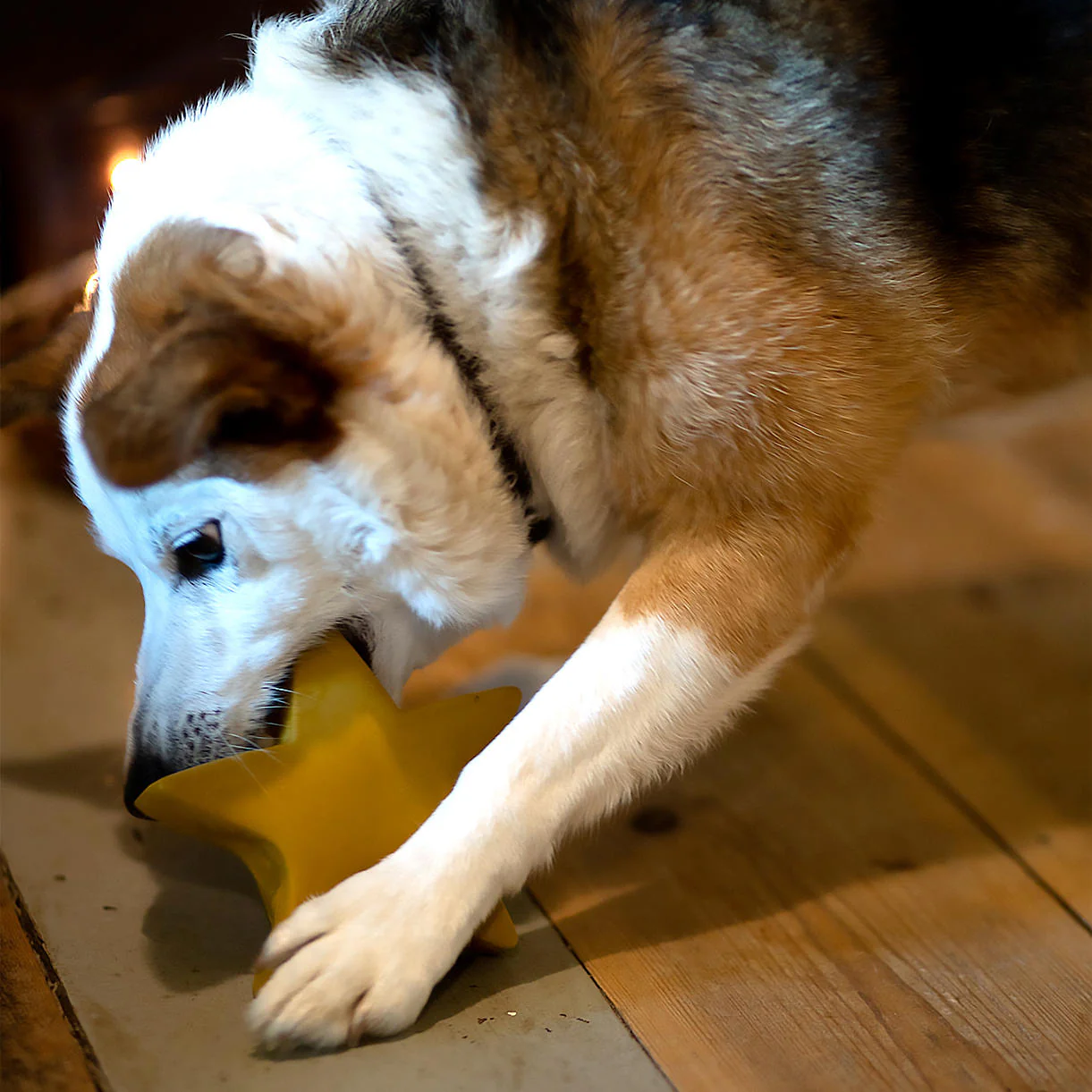 Star Dog Toy - Image 3