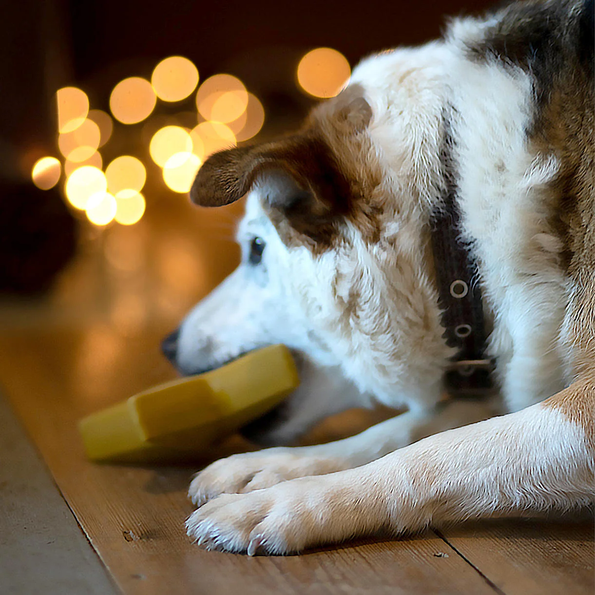 Star Dog Toy - Image 4