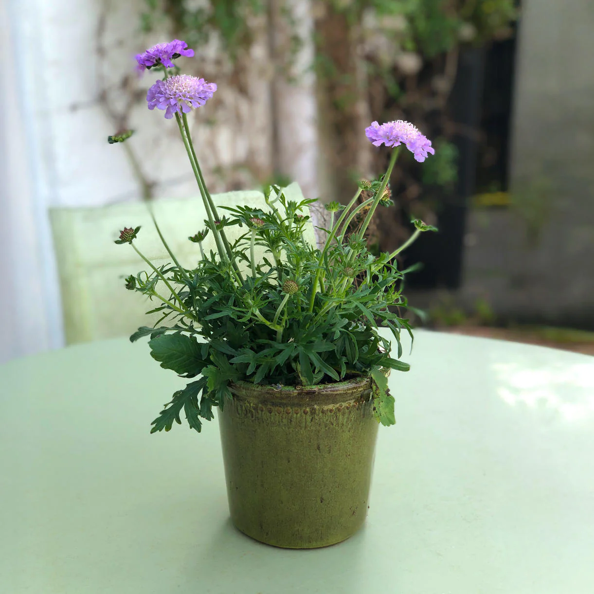 Green Glazed Long Tom Plant Pots - Image 3