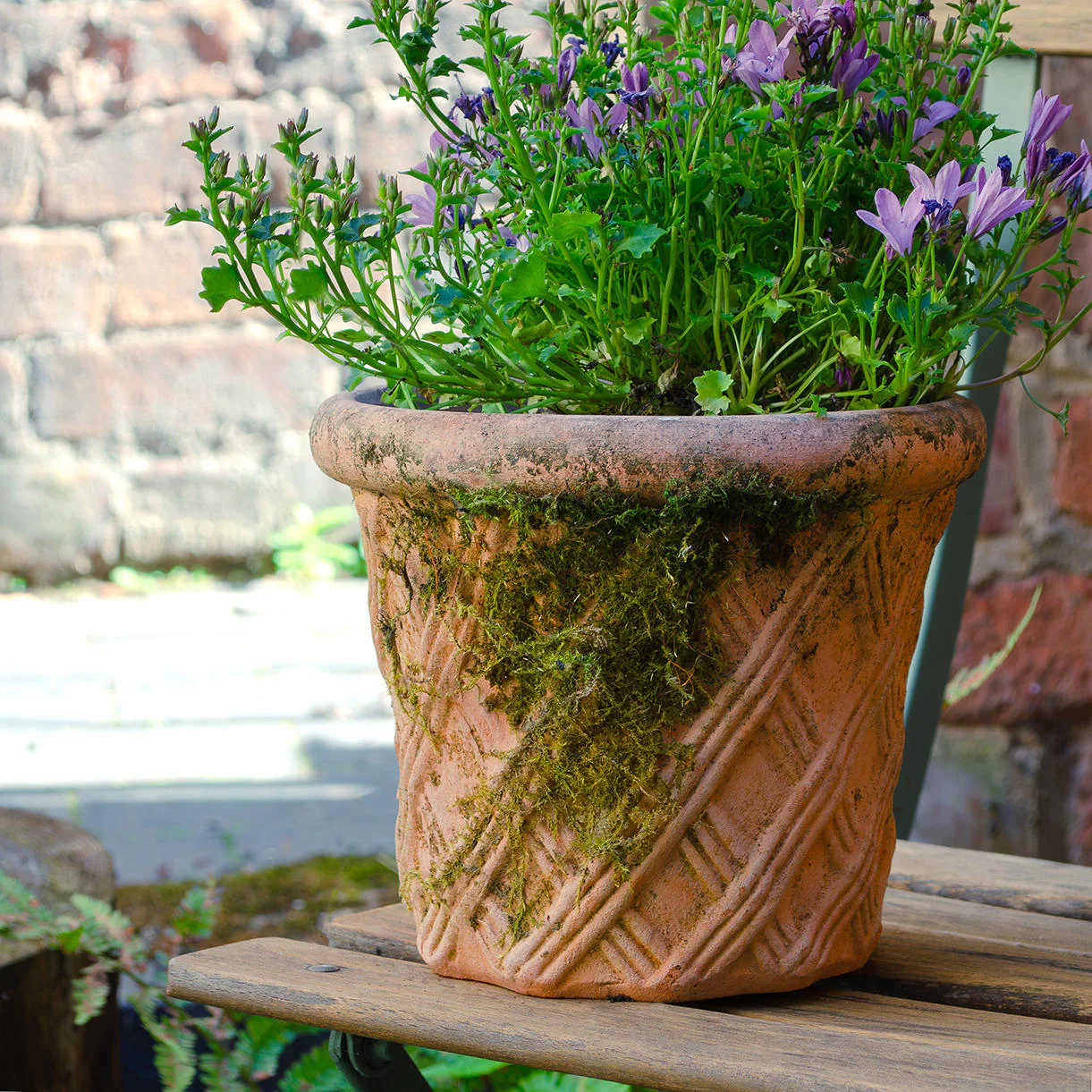 Harlequin Natural Clay Plant Pot