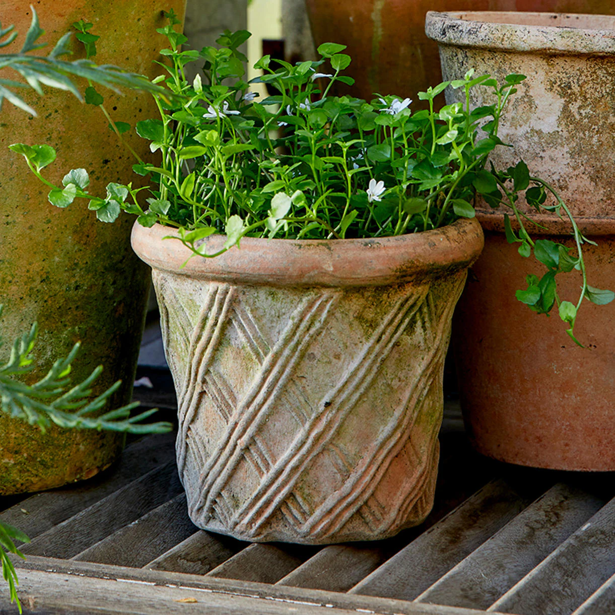 Harlequin Natural Clay Plant Pot - Image 2