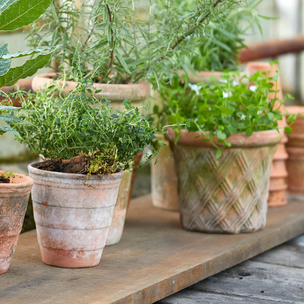 Harlequin Natural Clay Plant Pot - Image 5