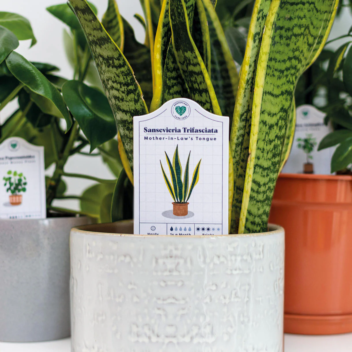 Set of 30 Houseplant Care Labels