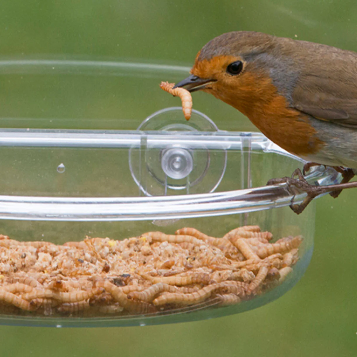 I Love Robin Bird Food