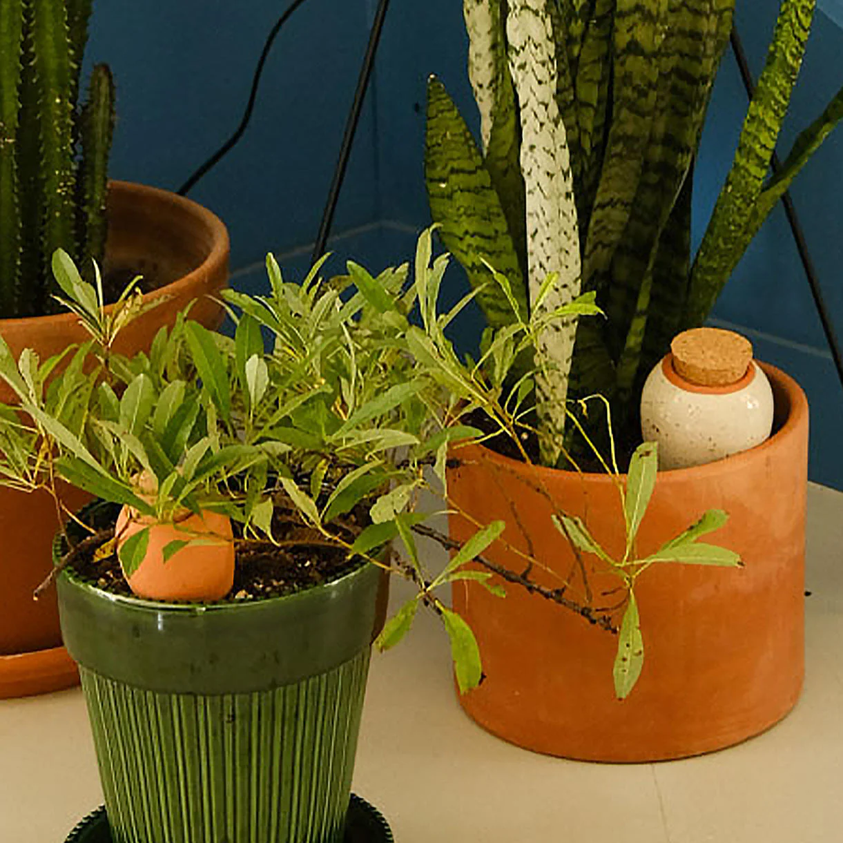 Indoor Mini Olla Pot Trio Set - Image 3