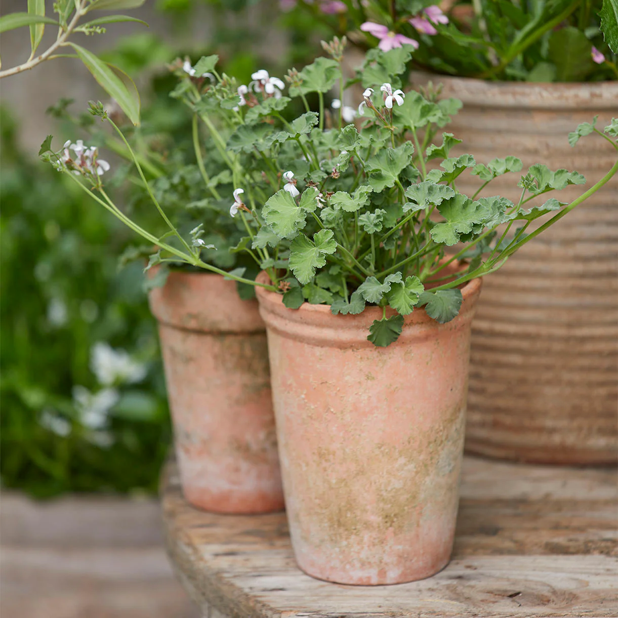 Merle Natural Clay Plant Pot