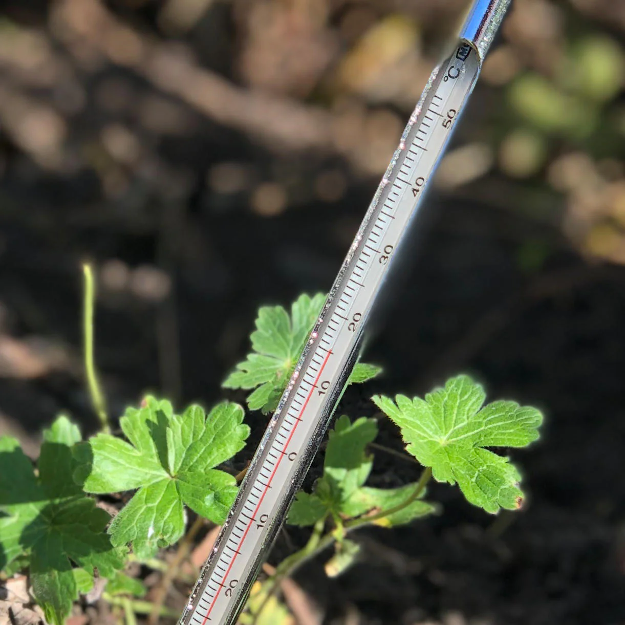 Metal Soil Thermometer - Image 2