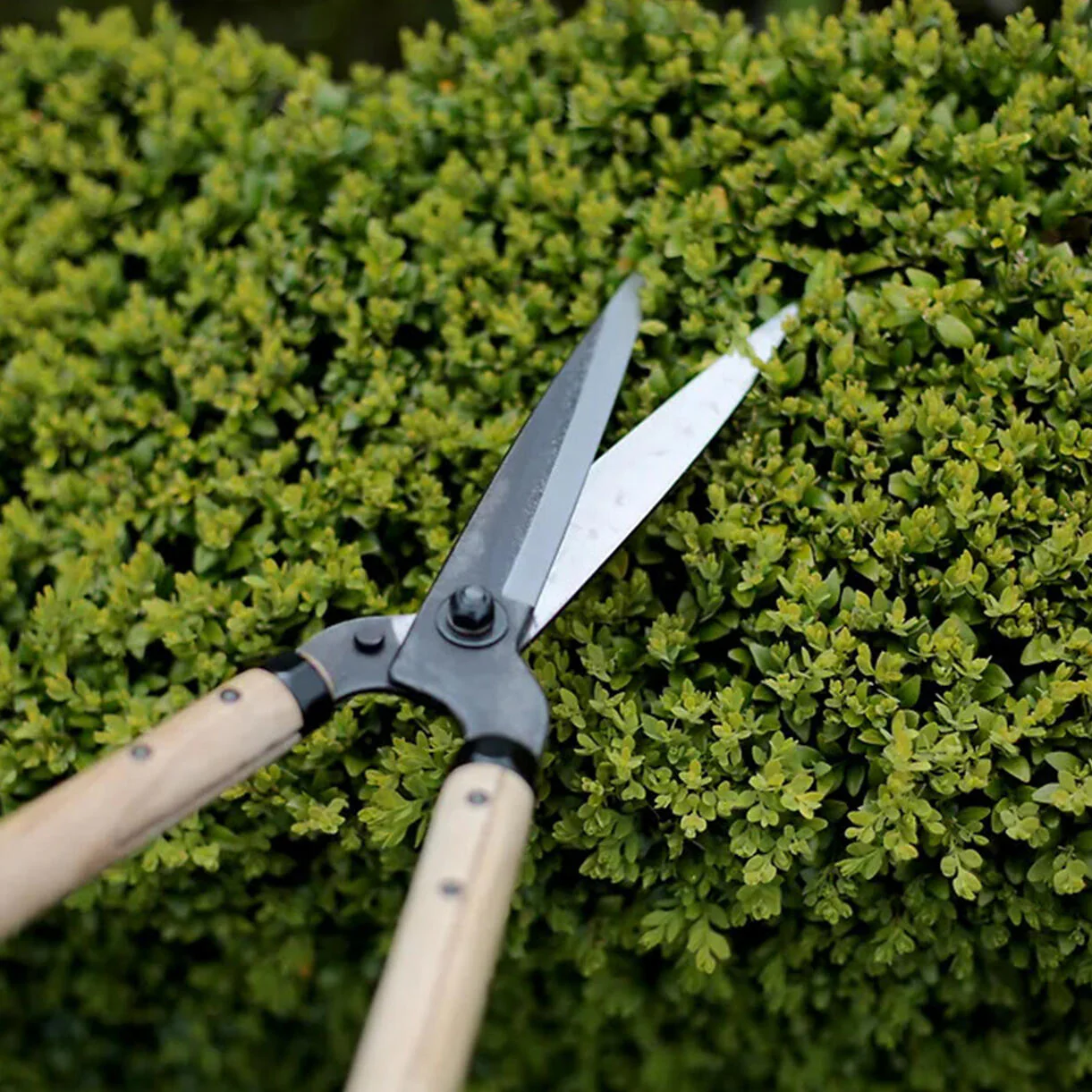Niwaki Garden Shears with Oak Handles - Image 2