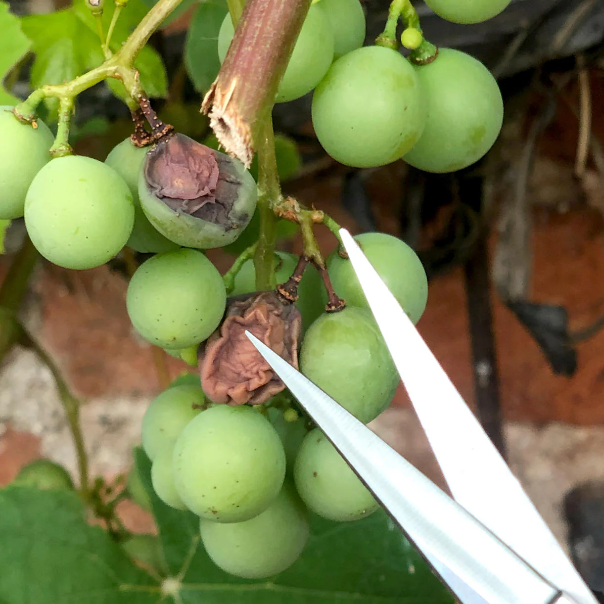 Japanese Grape Pruning Snips - Image 3
