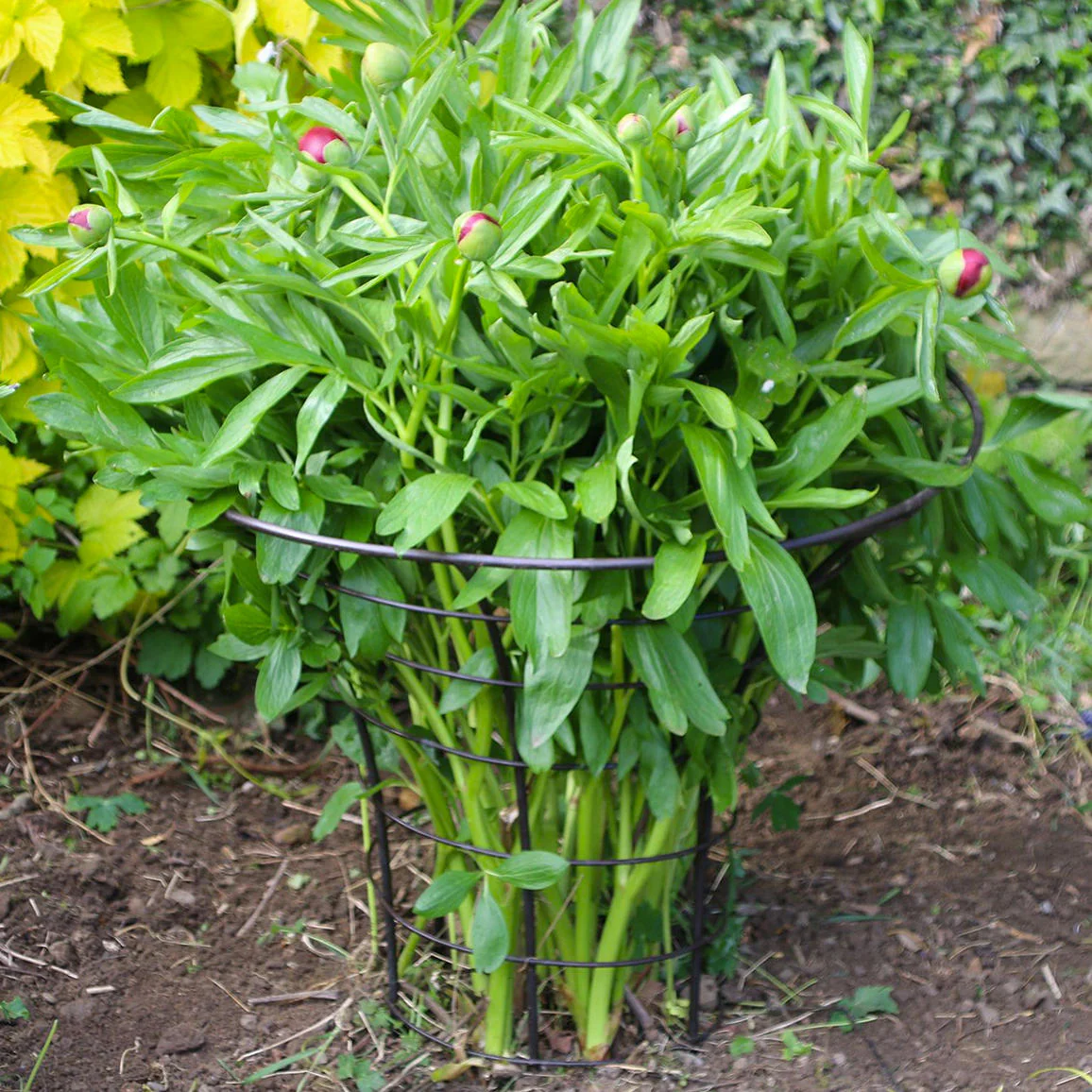 Peony Metal Plant Frame - Image 4