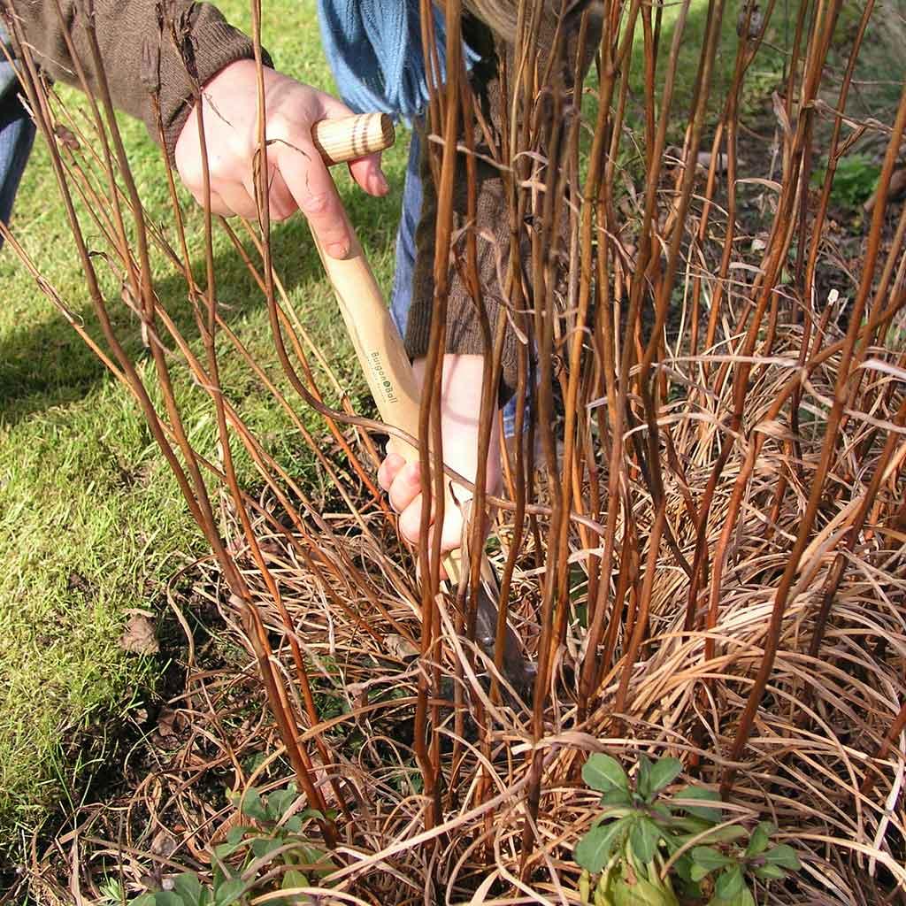 Perennial Spade - Image 3