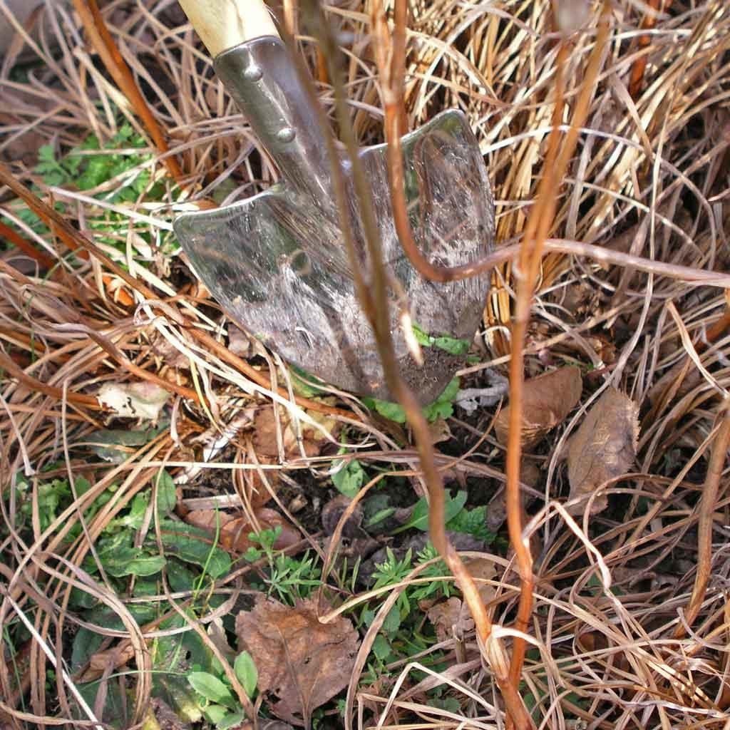 Perennial Spade - Image 4