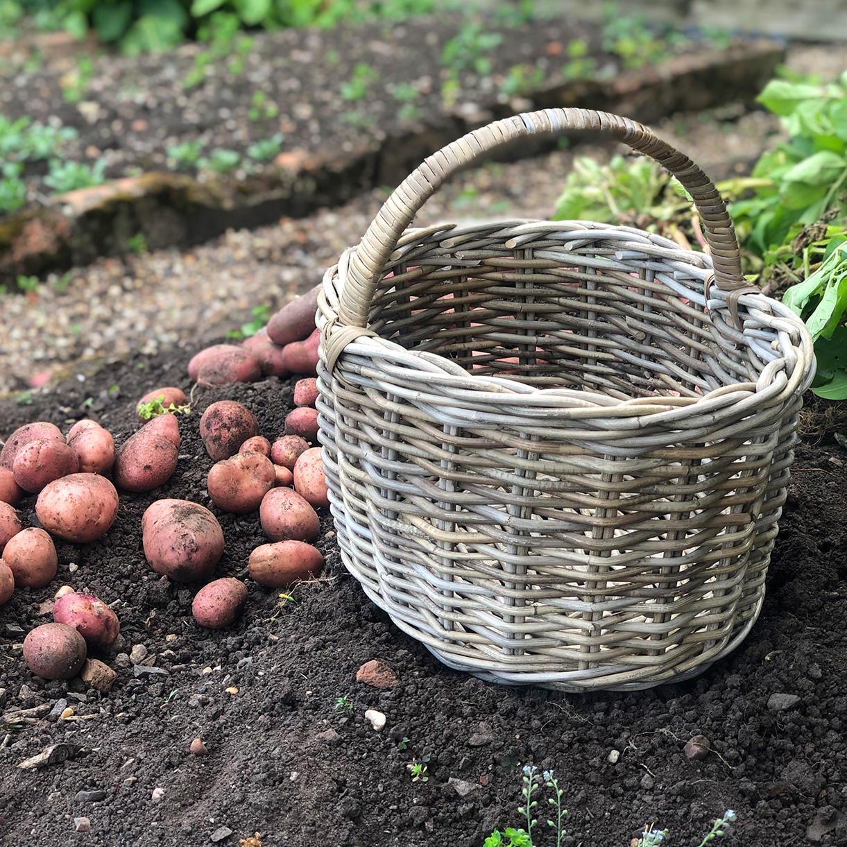 Potato Harvesting Basket - Image 2