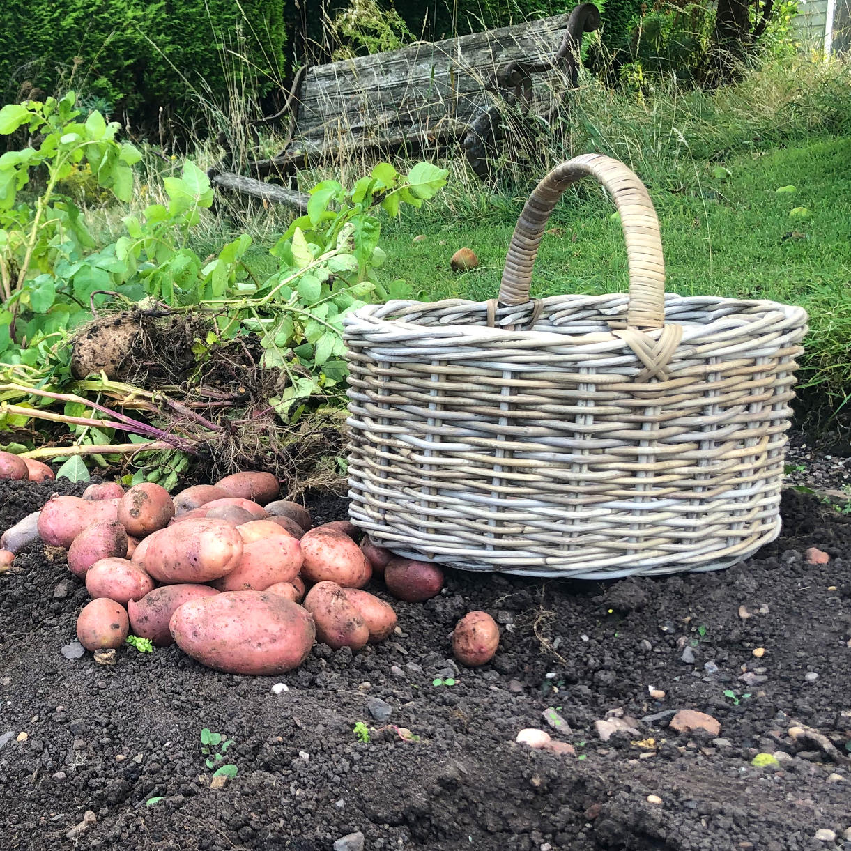Potato Harvesting Basket - Image 3