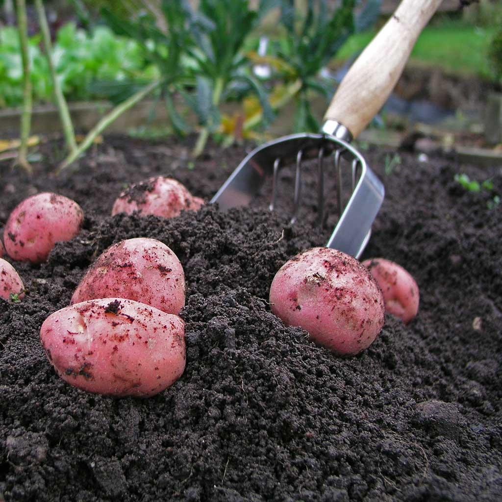 Potato Harvesting Scoop
