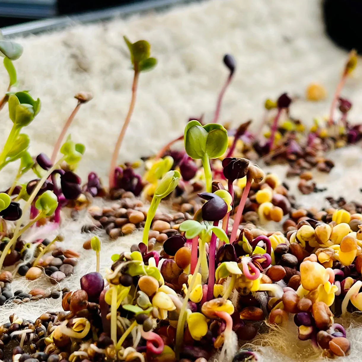 Multi-Use Pure Wool Horticultural Mat