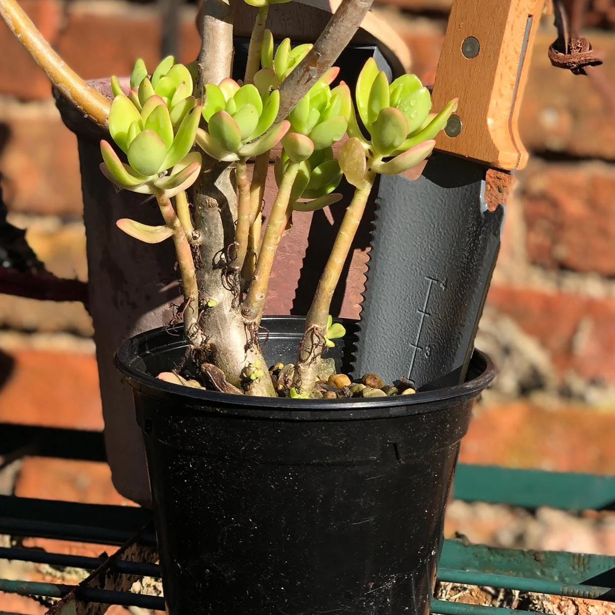 Root and Transplanting Tool - Image 2