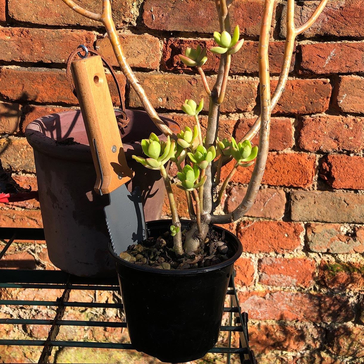 Root and Transplanting Tool - Image 3