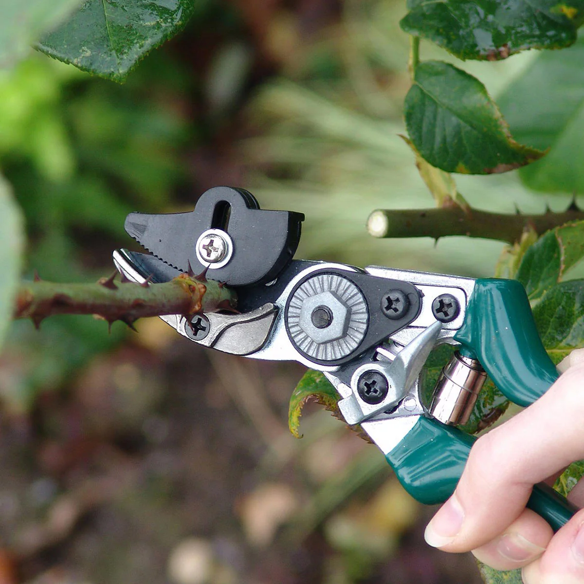 Rose Pruners